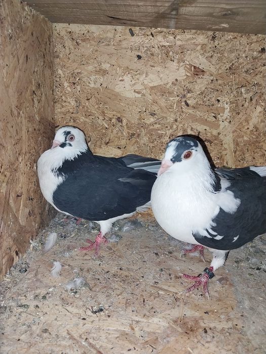 Jucători de galați