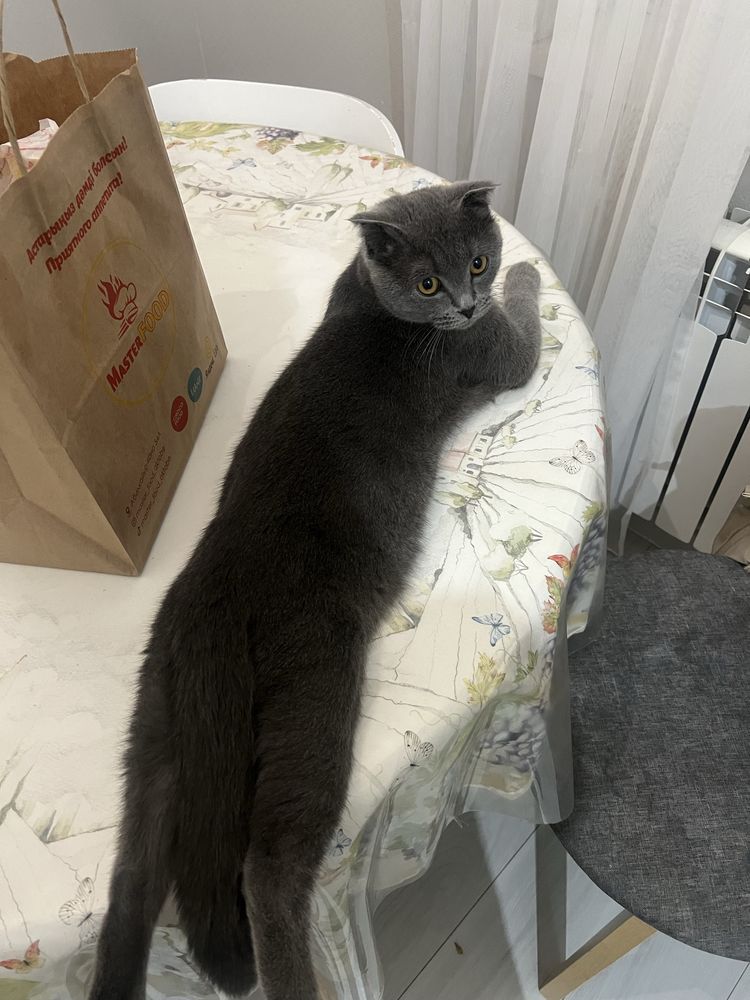 кот вислоух бесплатно