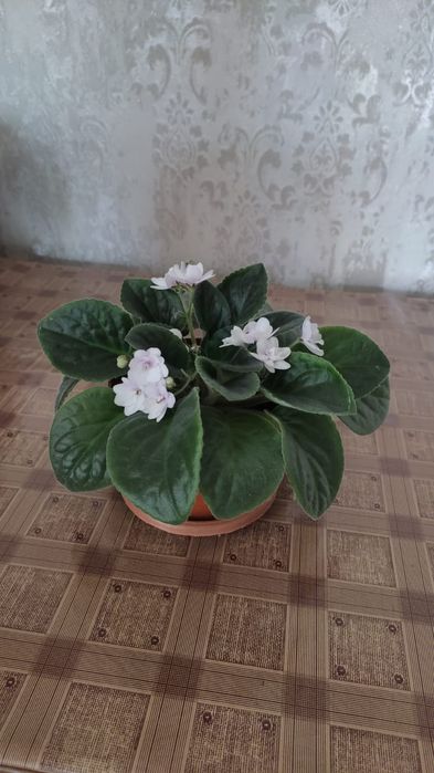 Продам цветущие фиалки за 1200тн  1 штука