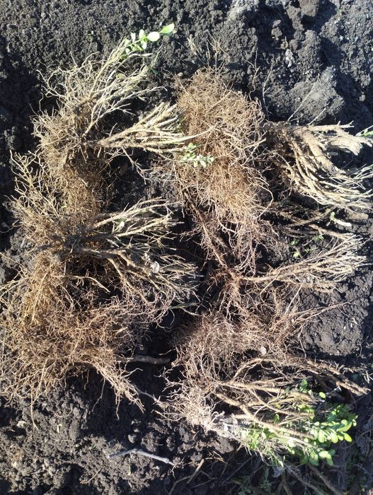 Чемшир с корен готов за засаждане