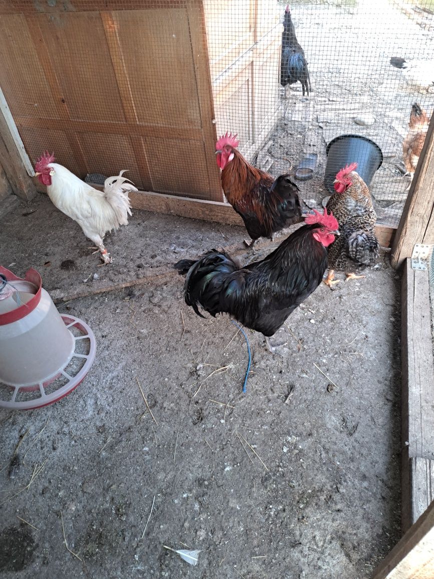 Vând 4 cocoși disponibil oricare 100 de lei buc