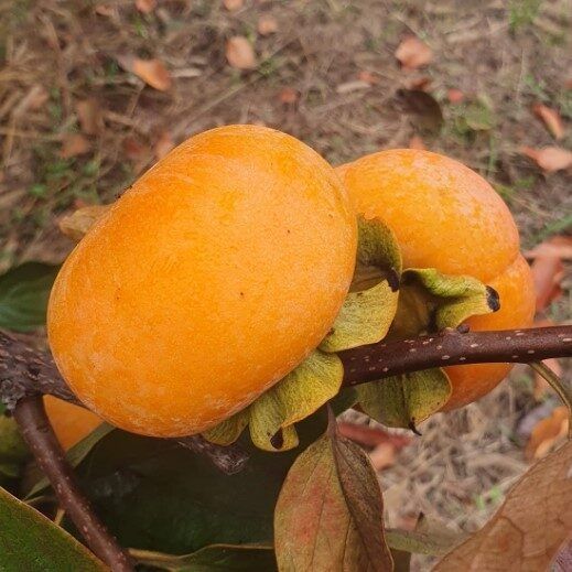 Kaki ciocolatino