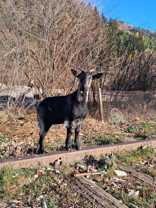 Vând un tap de 2 ani si 2 iedute