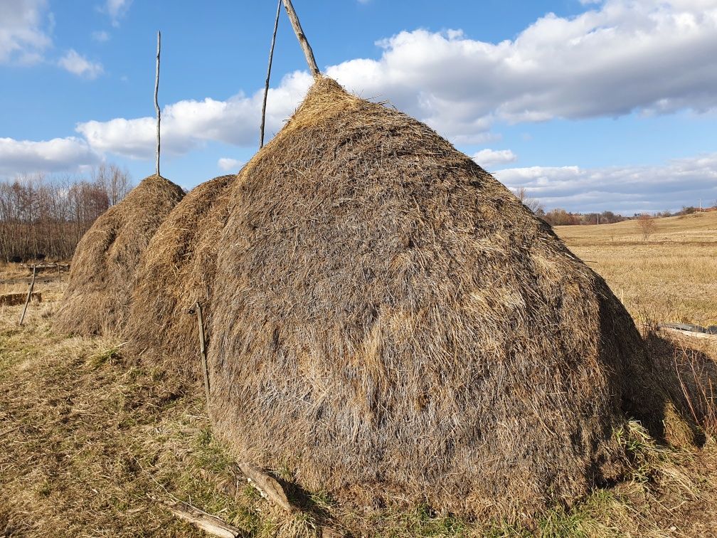 Căpițe / Claie / Fărcituri de fân