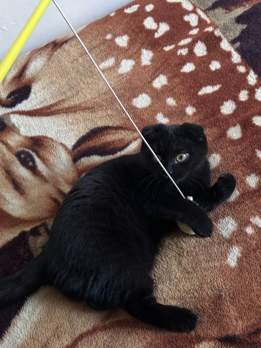 Котята породистые