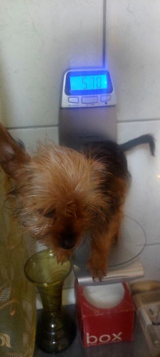 Yorkshire Terrier -fetita extramini