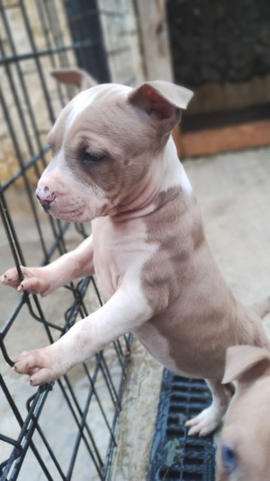 Amstaff cu pedigree