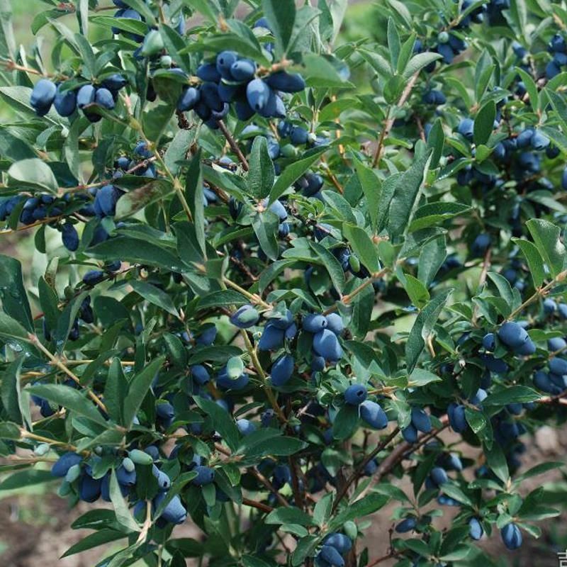 Орех Макадамия (саженец), жимолость