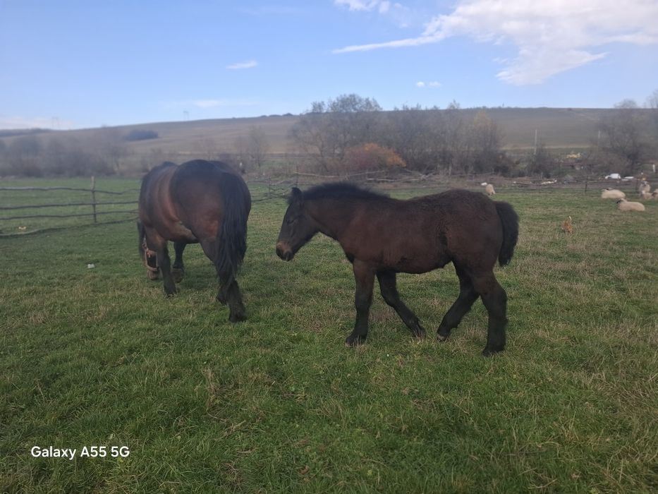 Vând iapa de 5 ani cu mânza de 3 luni