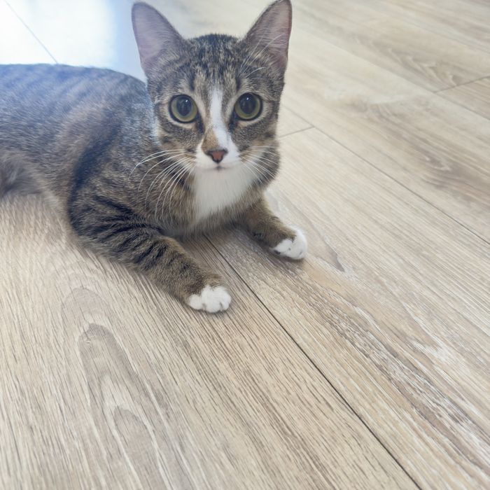 Котенок 11 месяцев