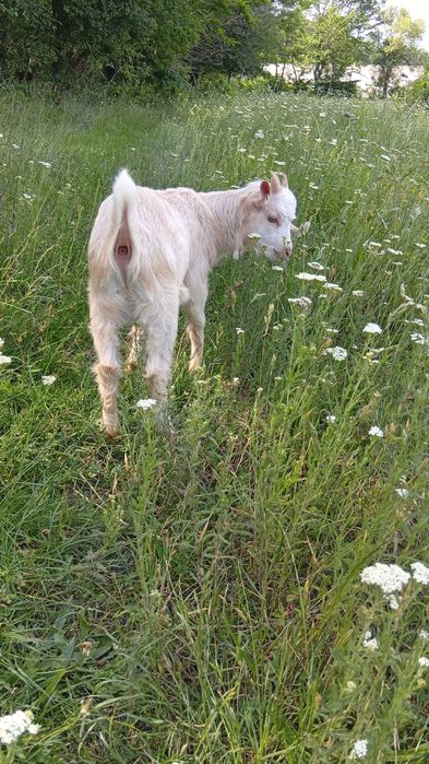 Vând țap de 2 ani