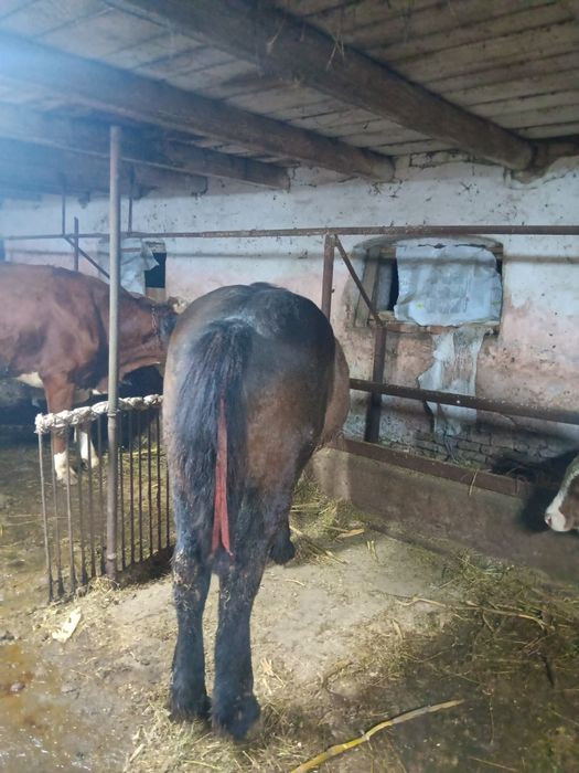 Minz de vinzare voarte cuminte