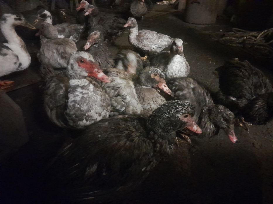 Vand rate mute de anul asta