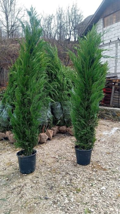 Leylandii pin meatecan tei platan