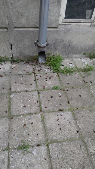 Обезпаразитяване на подпокривни пространства. Пръскане срещу хлебарки.