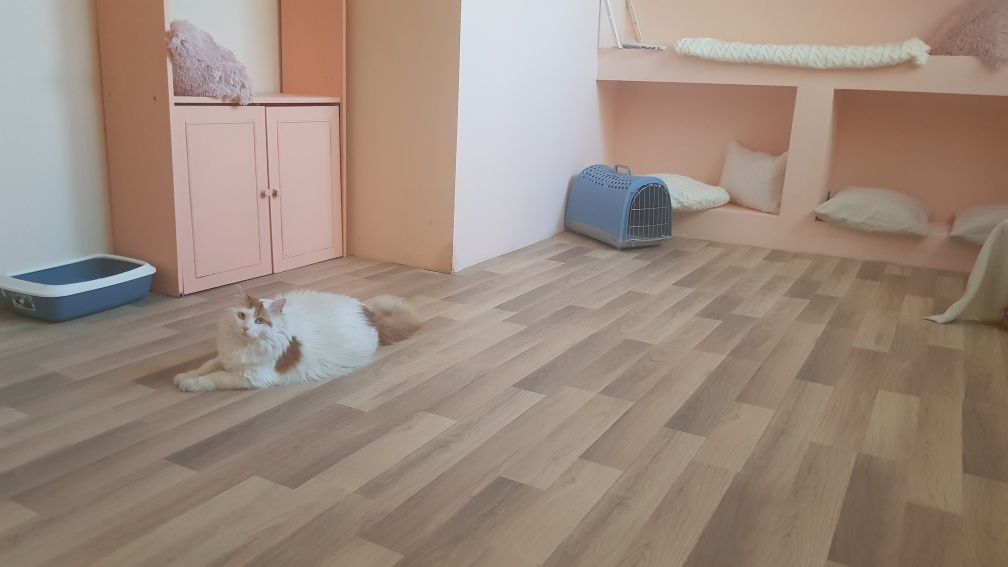 Хотел за котки в Пловдив