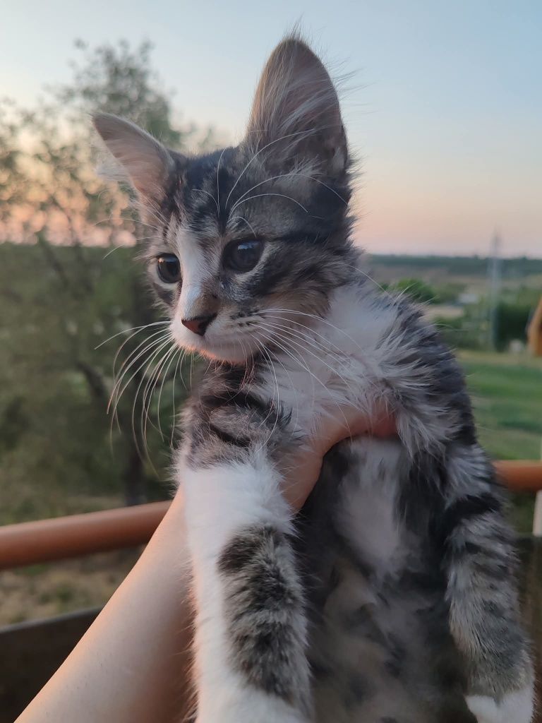 Търся дом на едно спасено и специално коте!