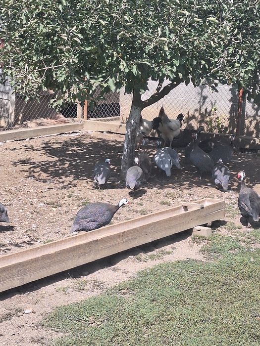 Familii Bibilici