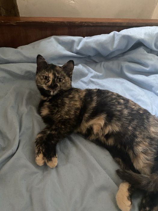 Отдам котят в добрые руки, мальчик и девочка