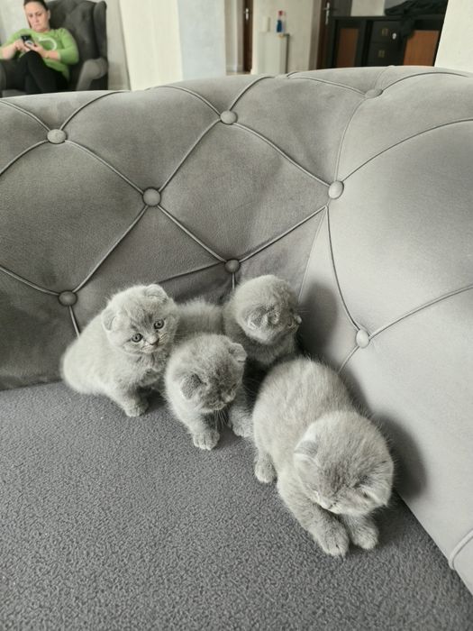 Pisicuțe Scotish fold