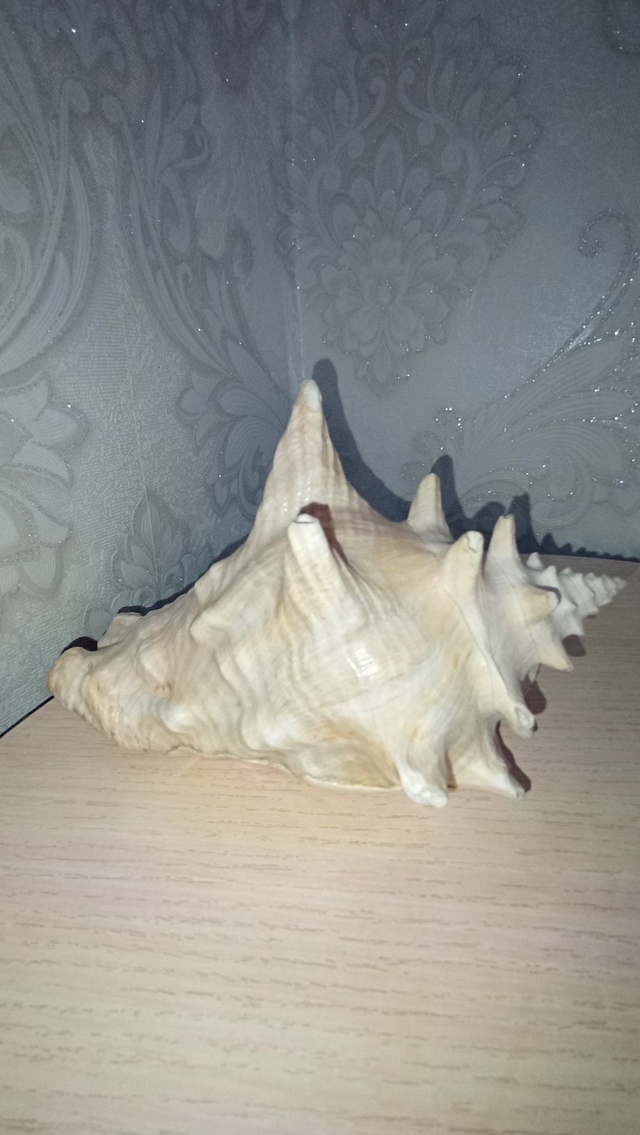 Продаются большие марские ракушки.