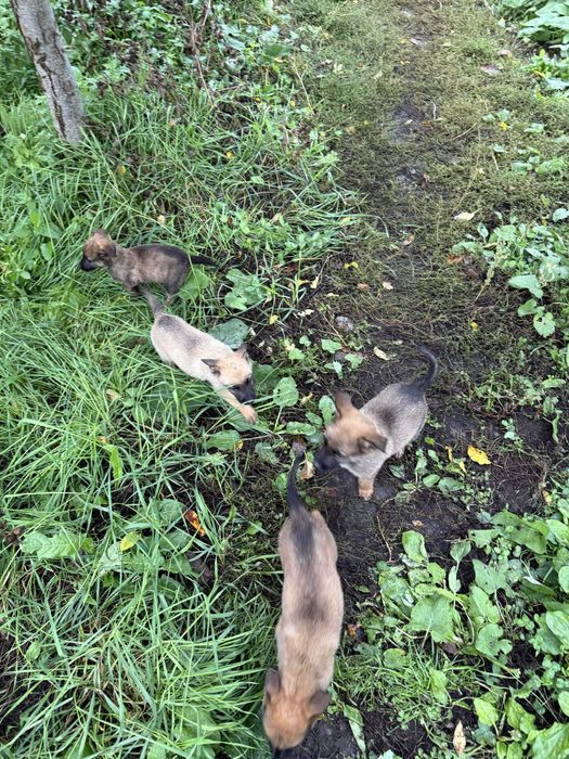 Donez cățeluși metis