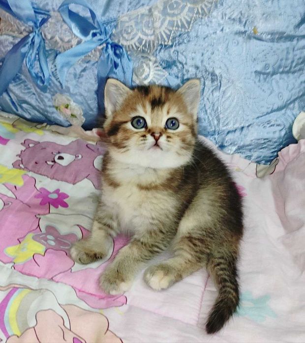 Продается шикарный котенок тикированная шиншилла, девочка.