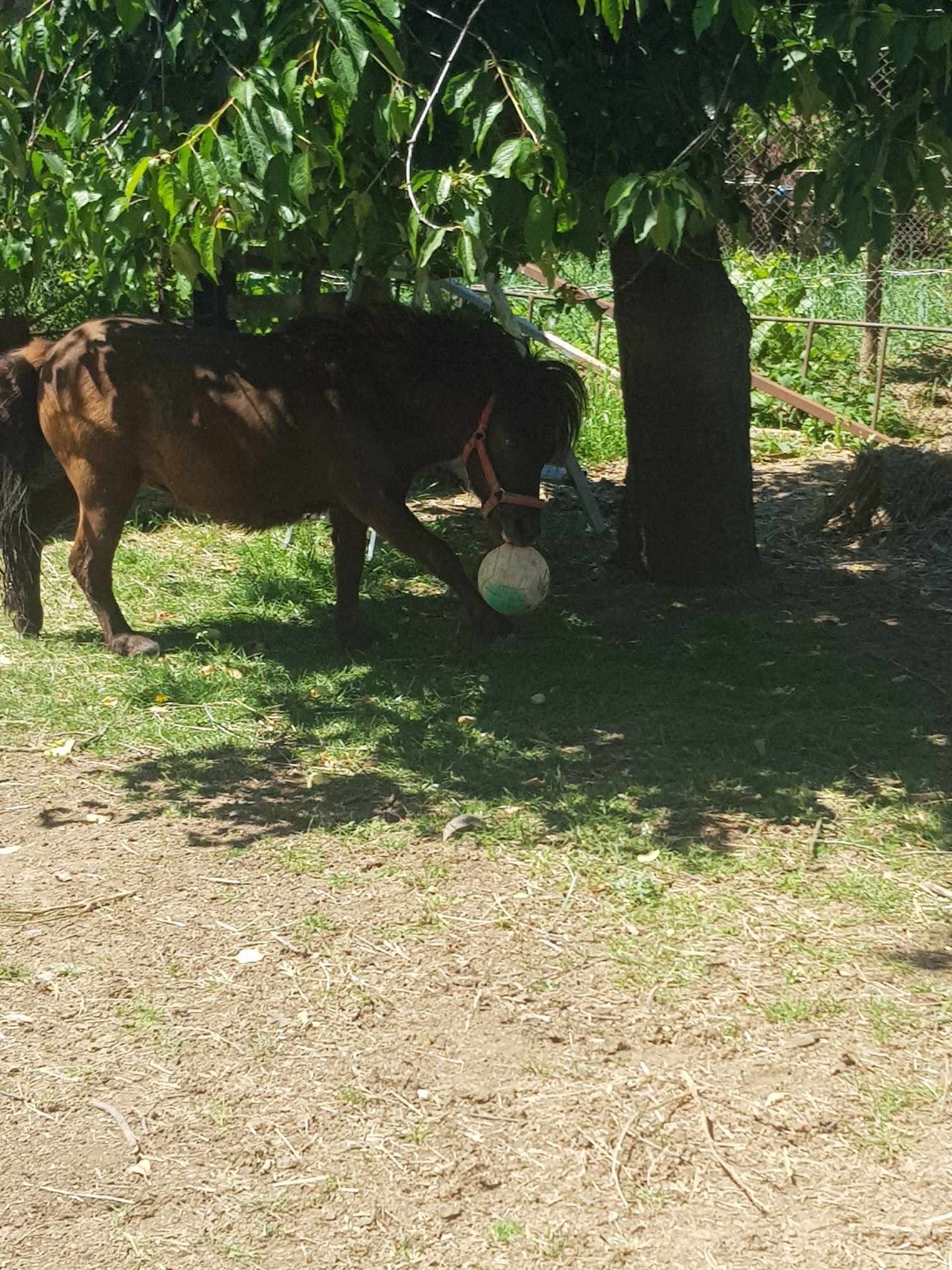 Mânz ponei 1 an și 2 luni