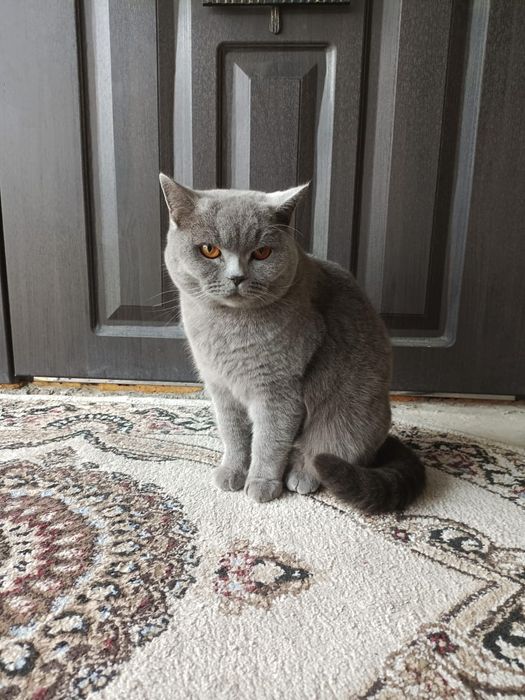 Британская кошка