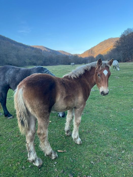 Vând 2 mânzi de 5 luni