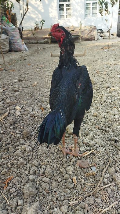 Қоратой сотилади.