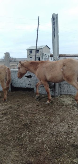 Семіз құнан сатылады