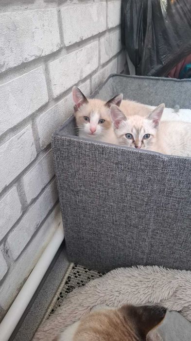 Отдам котят в хорошие руки