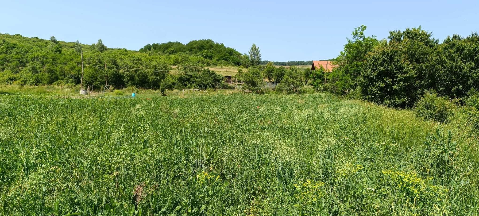 Teren intravilan 1500 mp, sat Giula comuna Borsa
