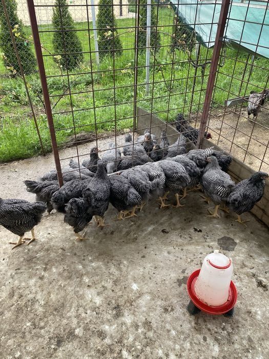 Vând puicuțe rasa pura playimont rok  barat