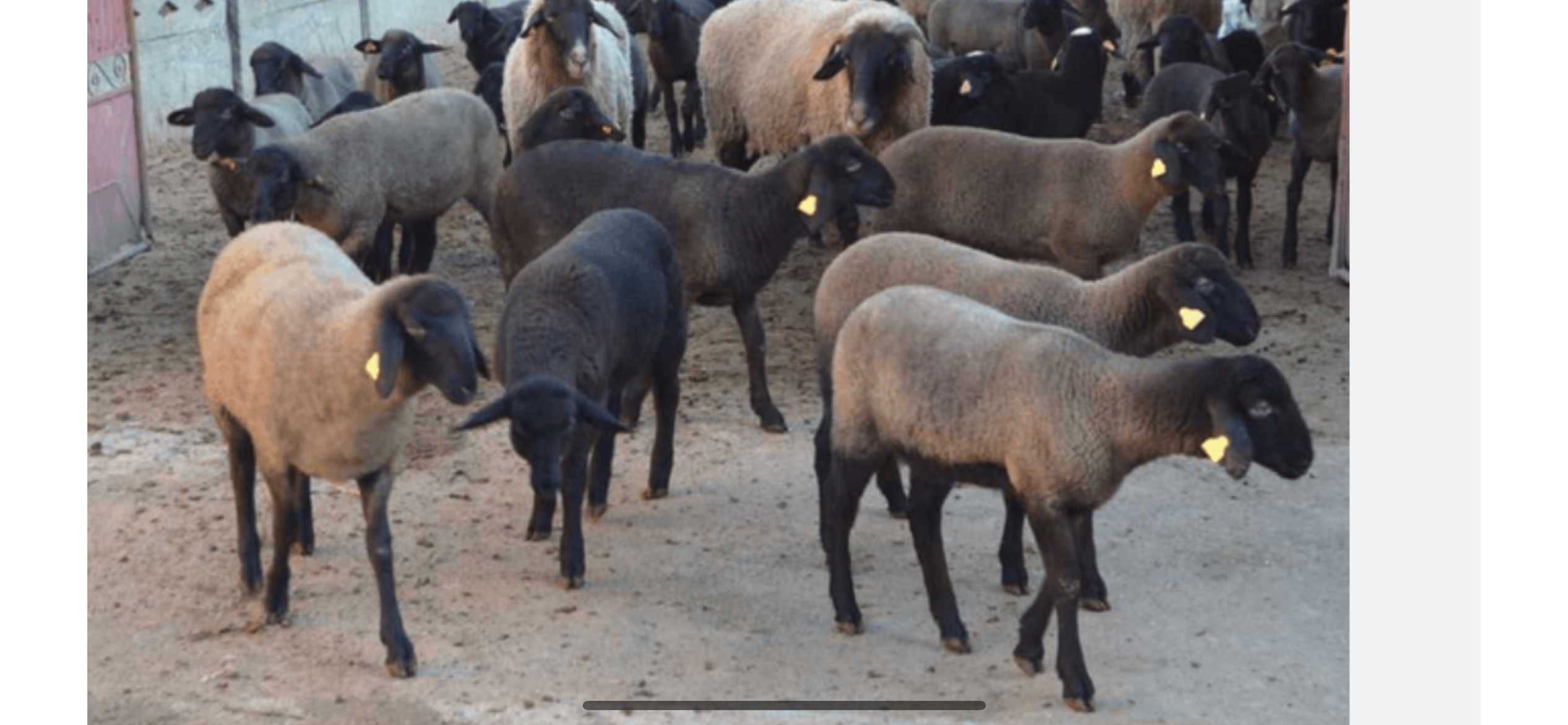Exploatatie animale  miei si   oi carabase,  - OCAZIE