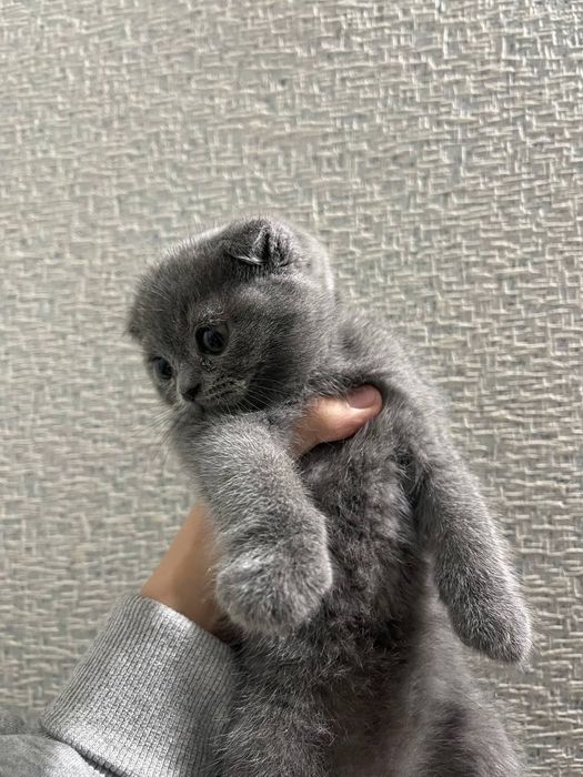 Sogʻlom mushuk sotiladi