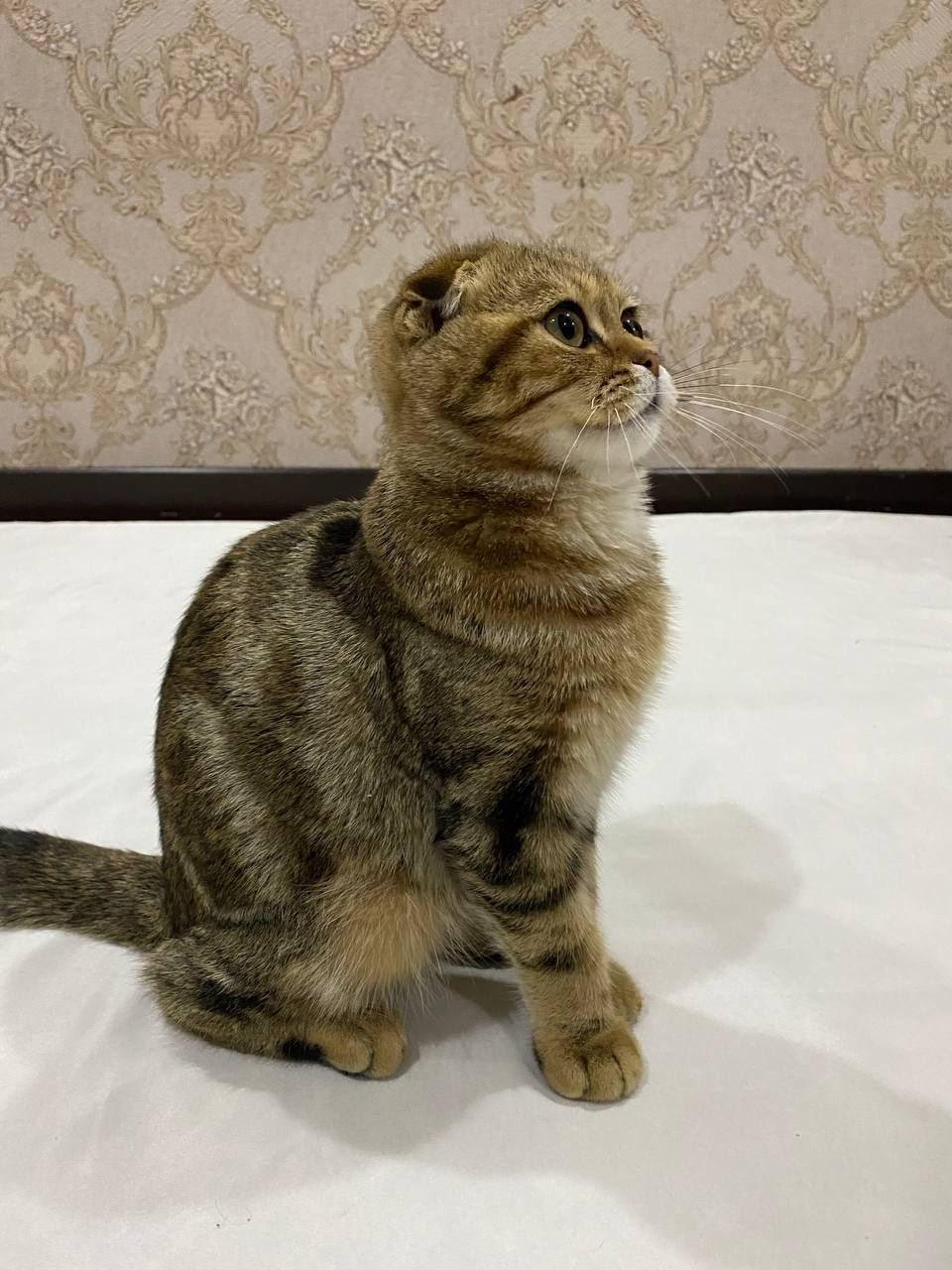 Продается мальчик Скотиш Фолд 7 месяц
