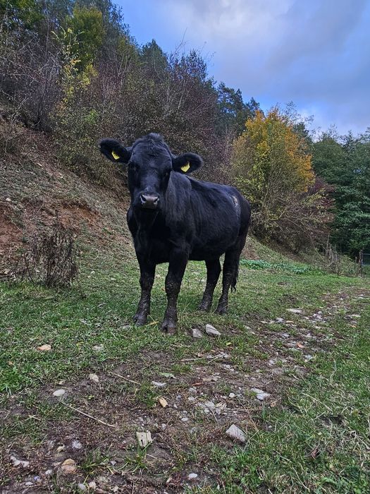 Vand 2 junici angus
