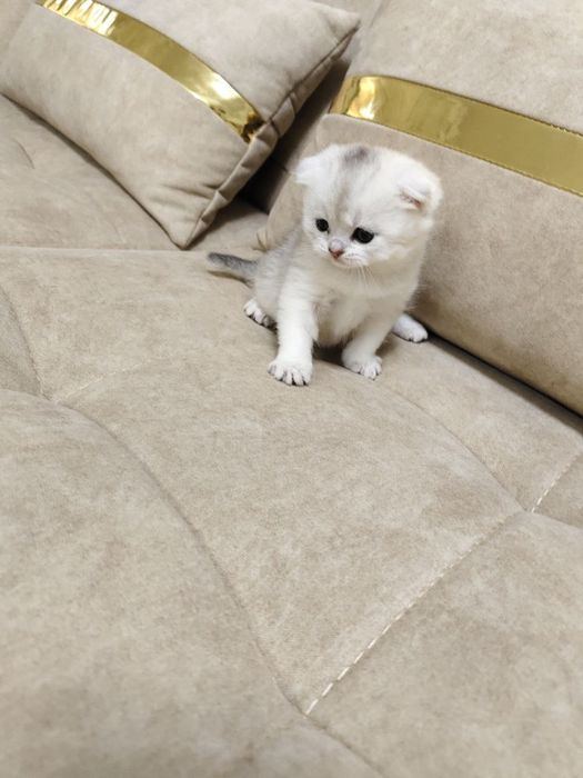 Продаются котёнок мальчик 1 месяц скоттиш-фолд правильная вязка чисток