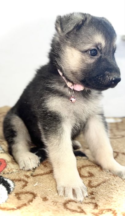 Светлая девочка из питомника