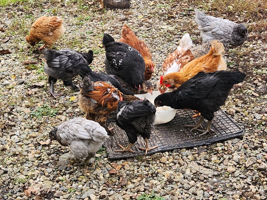 Pui Australorp,Brahma,Araucana dar si alte rase de peste3 lunii