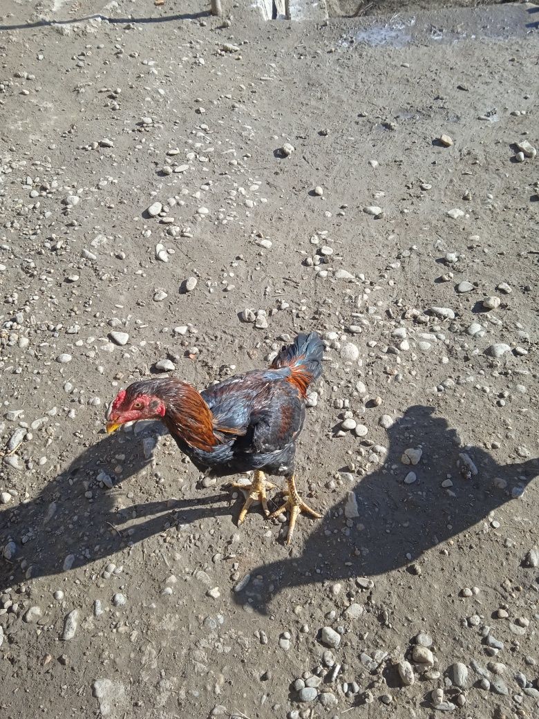 Xoʻroz va tovuq joʻjalar sotiladi.