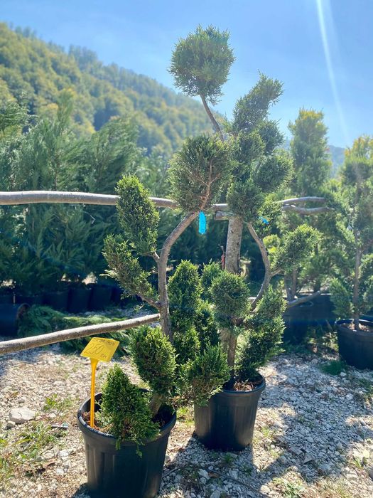 Plante ornamentale atractive pentru spații verzi rafinate