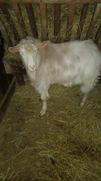 Vand țap din primăvară