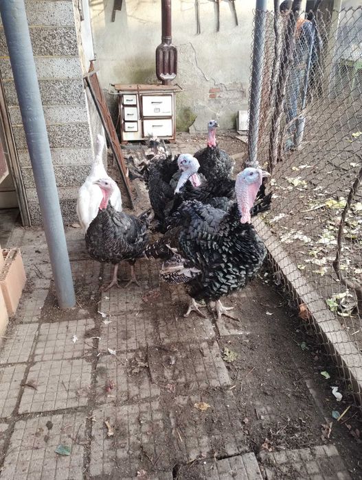 Домашни пуйки кръстоска