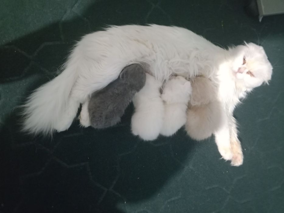 Mushukchalar sotiladi