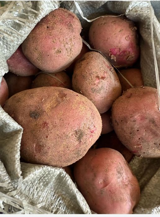 Продаю красную картошку