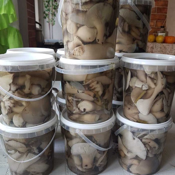 Грибы маринованные Вешенка.