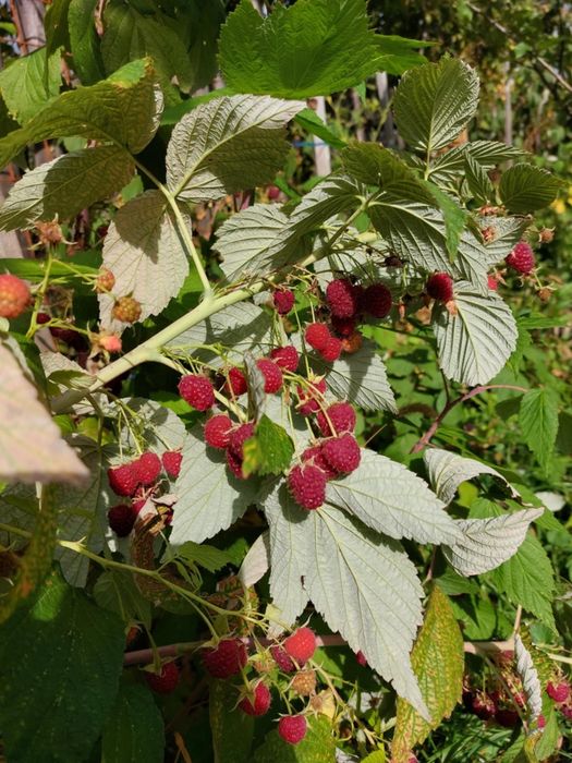 Vand butasi de zmeura.